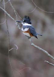 Kingfisher_6642