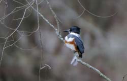 Kingfisher_6644