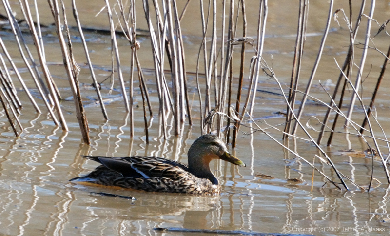 Mallard_0506