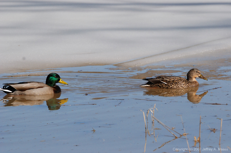 Mallard_0510