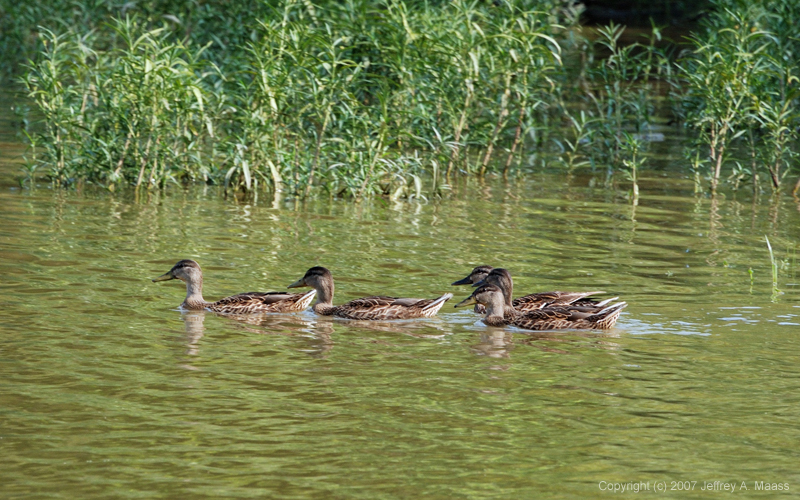 Mallard_0625