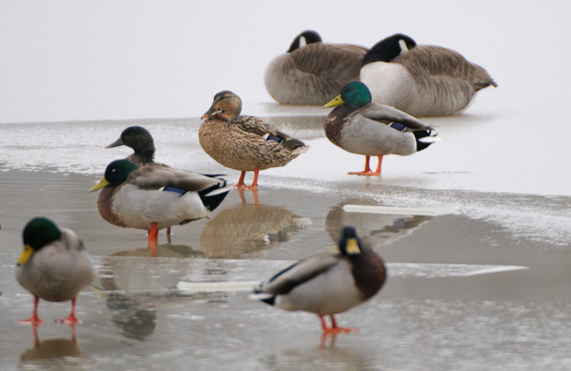 Mallard_3598