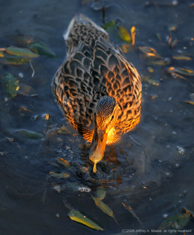 Mallard_3864