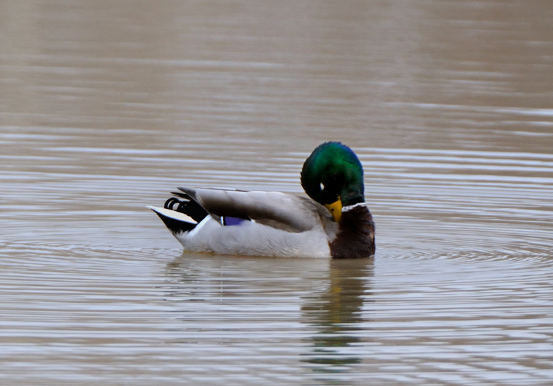 Mallard_5160