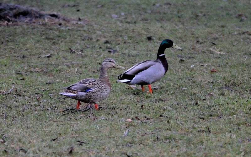 Mallard_5443