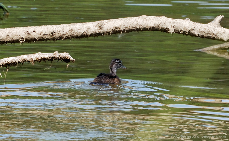 Mallard_9839