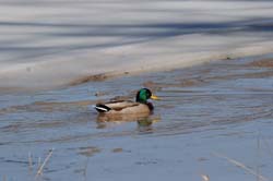 Mallard_0512