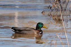 Mallard_0515