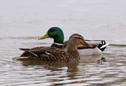 Mallard_3351