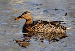 Mallard_3760