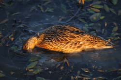Mallard_3855
