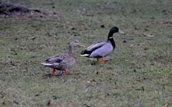 Mallard_5443