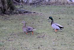 Mallard_5448