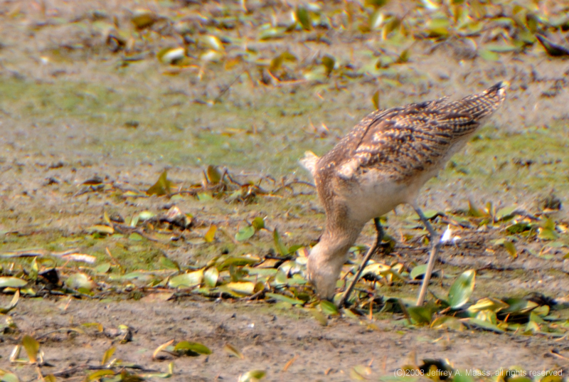 GR_MarbledGodwit_3080