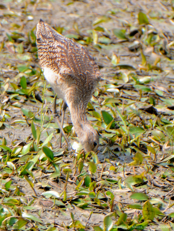 GR_MarbledGodwit_3166