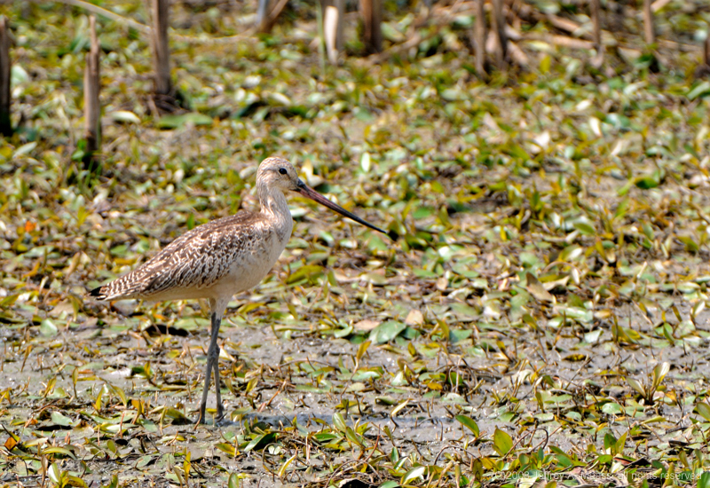 GR_MarbledGodwit_3180