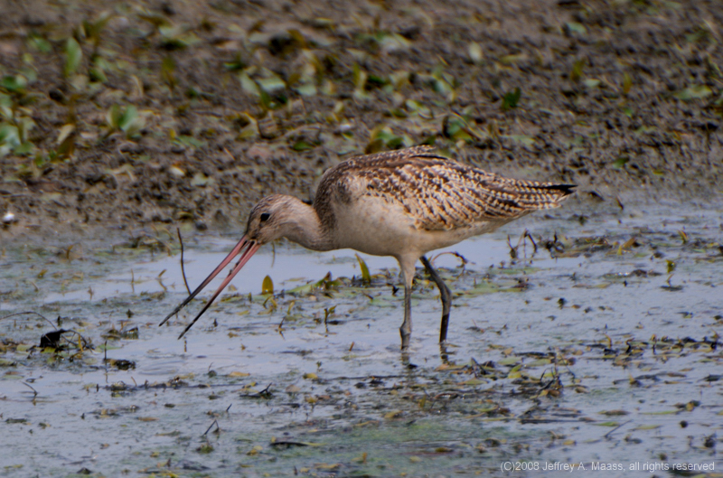 GR_MarbledGodwit_3366