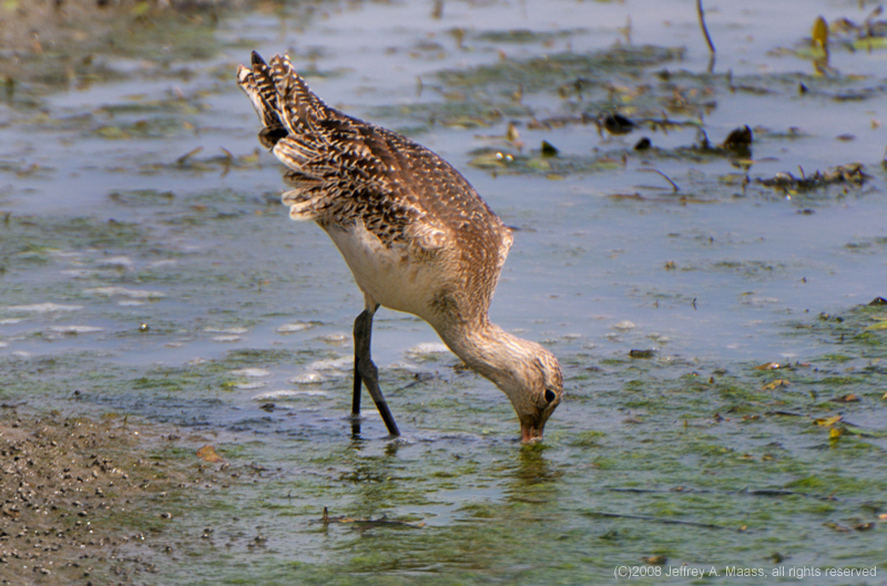 GR_MarbledGodwit_3678