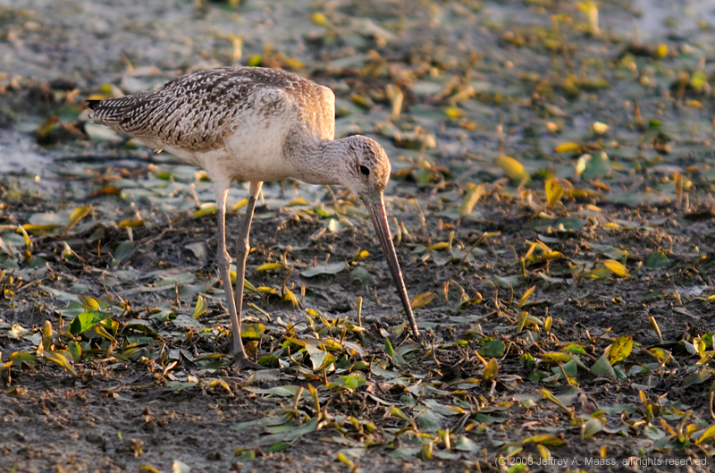 GR_MarbledGodwit_3745