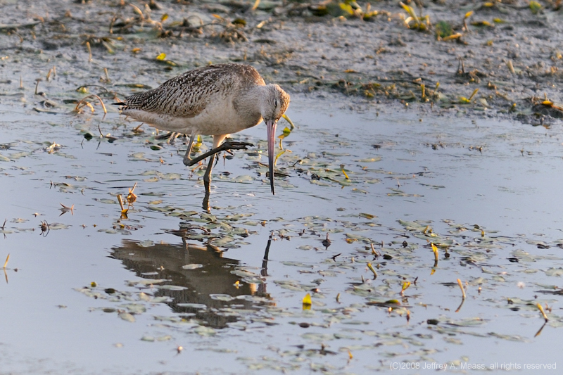 GR_MarbledGodwit_3771