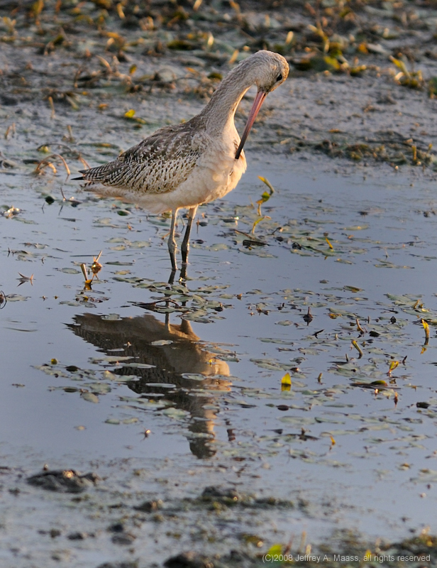 GR_MarbledGodwit_3776