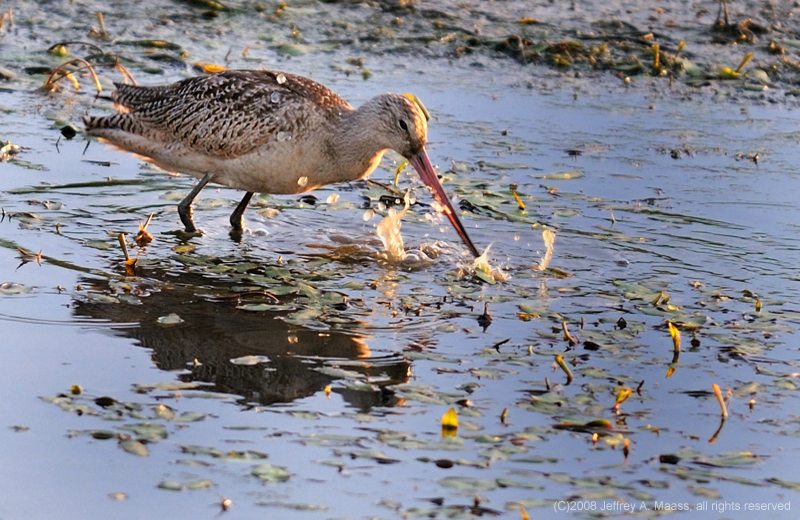 GR_MarbledGodwit_3778