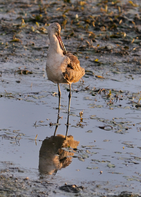 GR_MarbledGodwit_3789