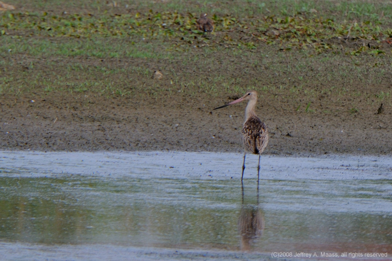 GR_MarbledGodwit_4199