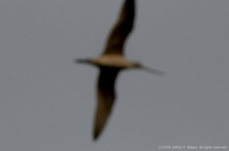 GR_MarbledGodwit_NoFocus_4183