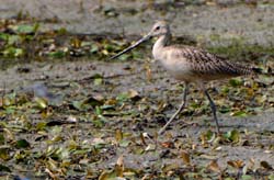 GR_MarbledGodwit_2840