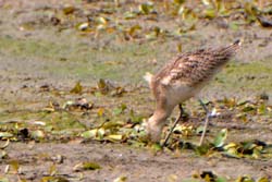 GR_MarbledGodwit_3080