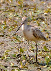 GR_MarbledGodwit_3155