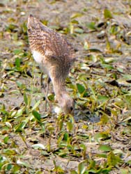 GR_MarbledGodwit_3166