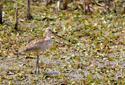 GR_MarbledGodwit_3180