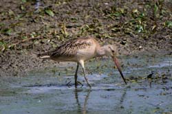 GR_MarbledGodwit_3317