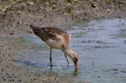 GR_MarbledGodwit_3621