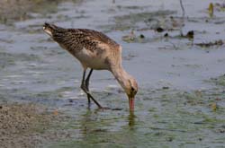 GR_MarbledGodwit_3676