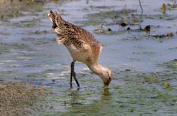 GR_MarbledGodwit_3678