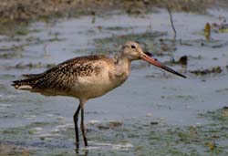 GR_MarbledGodwit_3687