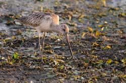 GR_MarbledGodwit_3745