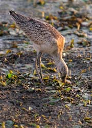 GR_MarbledGodwit_3749