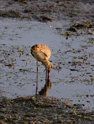 GR_MarbledGodwit_3764