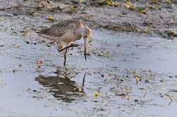 GR_MarbledGodwit_3771