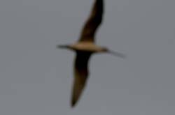 GR_MarbledGodwit_NoFocus_4183