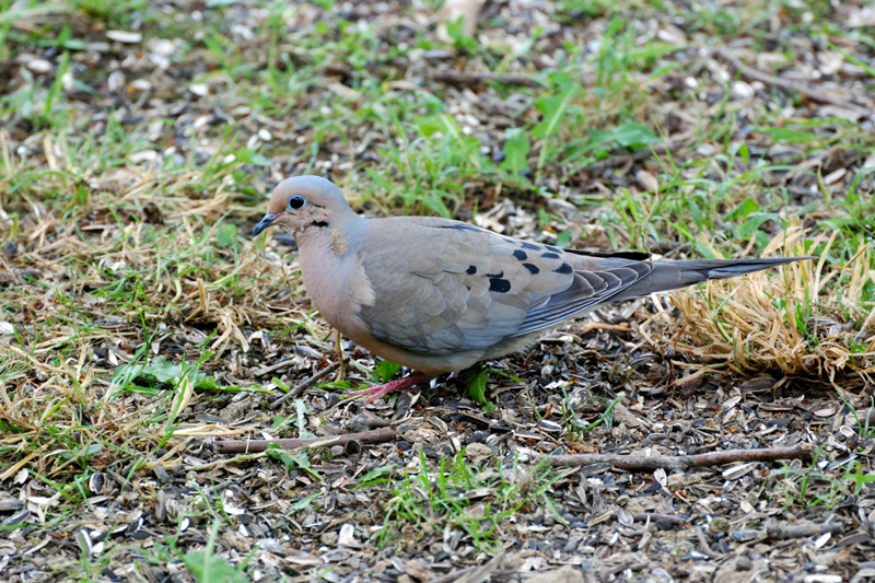 MourningDove_4373