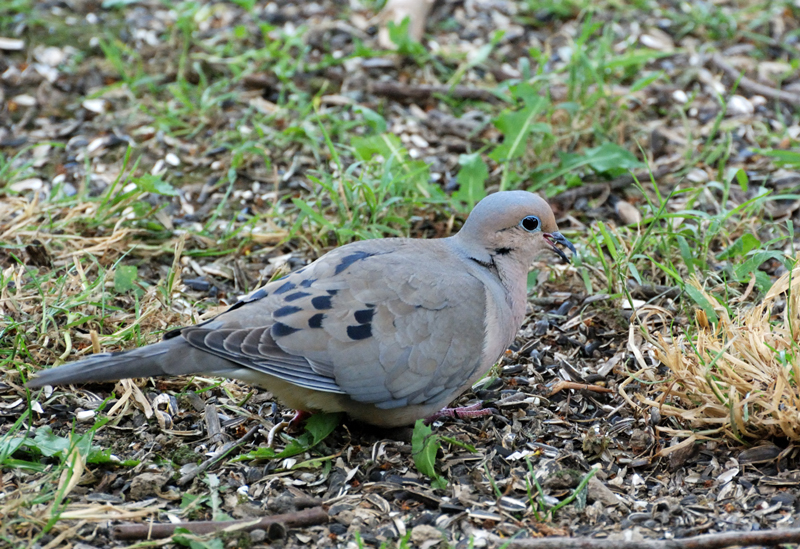 MourningDove_4384