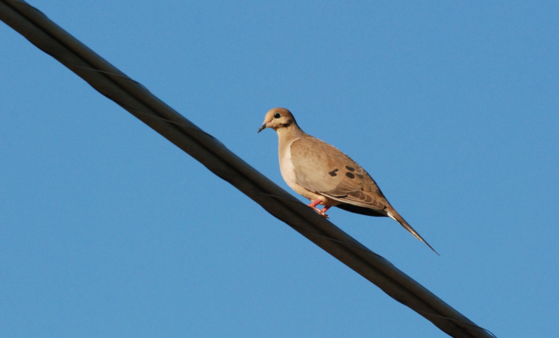 MourningDove_7355