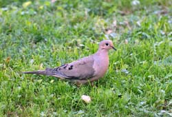 MourningDove_1120