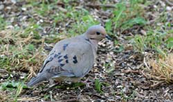 MourningDove_4382