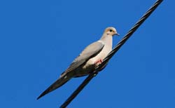 MourningDove_7370